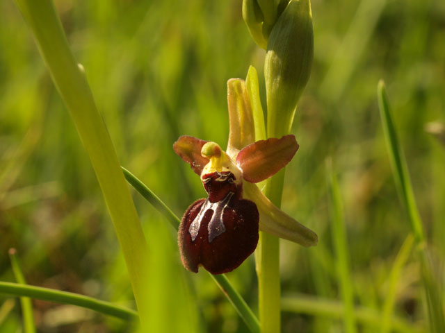 Ophrys pseudoatrata